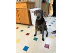 Adopt Sam a Weimaraner / Labrador Retriever / Mixed dog in Fayetteville