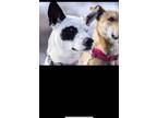 Adopt Kai a White - with Black Border Collie / Pointer dog in Denver