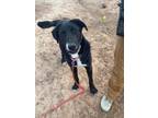 Adopt Disco a Black - with White Labrador Retriever dog in Denver, CO (37697305)