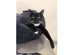 Adopt Oreo a Domestic Shorthair / Mixed (short coat) cat in Dalton