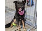 Adopt Oso a Black - with Brown, Red, Golden, Orange or Chestnut Mixed Breed