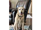 Adopt Boone a Labrador Retriever / Mixed dog in Oklahoma City, OK (37702677)
