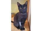 Adopt Madison a All Black Domestic Shorthair / Mixed (short coat) cat in