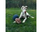 Adopt Maxwell (21-124-02) a White Great Dane / Mixed dog in Inver Grove Heights