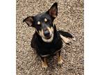 Adopt Stella a Black - with Brown, Red, Golden, Orange or Chestnut Rottweiler