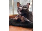 Adopt Castiel Snow Angel a All Black Domestic Shorthair / Mixed cat in Mount
