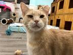 Adopt Rusty a Domestic Shorthair / Mixed (short coat) cat in Meriden