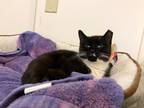 Adopt Lucky a Domestic Shorthair / Mixed (short coat) cat in Meriden