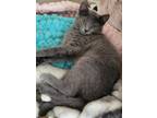 Adopt Noel a Gray or Blue Domestic Shorthair (short coat) cat in Sykesville