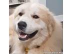 Adopt Cooper in CT - Affectionate & Playful! a Great Pyrenees