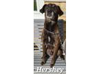 Adopt Hershey Yrly 635 a Labrador Retriever