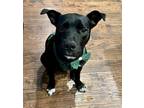 Adopt Stripe a American Staffordshire Terrier, Australian Cattle Dog / Blue