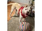 Adopt Pittsburgh a American Staffordshire Terrier, Mixed Breed