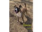 Adopt Rowan a Boxer