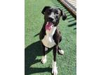 Adopt Dudley - $75 Adoption Fee! Diamond Dog! a Labrador Retriever