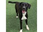 Adopt Dudley - $75 Adoption Fee! Diamond Dog! a Labrador Retriever