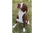 Adopt Scout a German Shorthaired Pointer