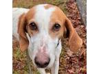 Adopt RICO a Treeing Walker Coonhound