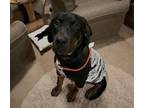 Adopt Ryder a Rottweiler, Black and Tan Coonhound