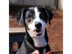 Adopt Andy a Whippet, Border Collie