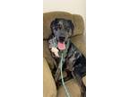 Adopt Tiny a Great Dane, Catahoula Leopard Dog