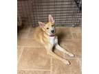 Adopt Davies a Carolina Dog