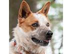 Adopt Rusty a Cattle Dog