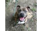 Adopt Ramsey a Pit Bull Terrier, Boxer