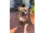 Adopt Nugget a American Bully