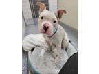 Adopt Yoshi a Pit Bull Terrier