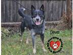 Adopt Dewey a Australian Cattle Dog / Blue Heeler