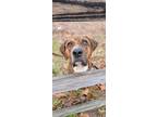 Adopt Red a Boxer