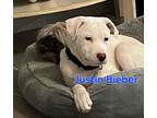 Adopt Justin Bieber a Australian Cattle Dog / Blue Heeler