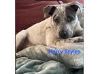 Adopt Harry Styles a Australian Cattle Dog / Blue Heeler