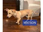 Adopt Watson a Basset Hound, Yellow Labrador Retriever