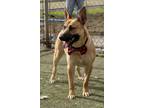 Adopt Juke a Shepherd, American Staffordshire Terrier