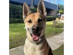 Adopt Dalton - Courtesy Post a German Shepherd Dog