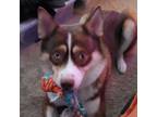 Adopt Bam Bam a Husky