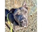 Adopt STAN LEE a Pit Bull Terrier