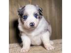 Mutt Puppy for sale in Leitchfield, KY, USA