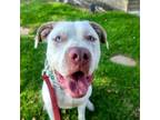 Adopt Buddy a American Staffordshire Terrier, Husky