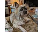 Adopt Scruffy Baxter a Cairn Terrier, Mixed Breed