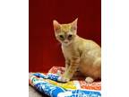 Adopt Sampson a American Shorthair