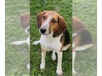 Beagle DOG FOR ADOPTION RGADN-1091845 - Elvis - Beagle (short coat) Dog For