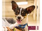 Rat Terrier-Toy Fox Terrier Mix DOG FOR ADOPTION RGADN-1096692 - Chico II - Toy