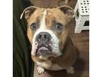 Adopt Brutus a Pit Bull Terrier