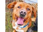 Adopt Skip a Pit Bull Terrier, Golden Retriever