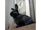 Adopt Thyme a Mini Lop, Dutch