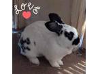 Adopt Domino a Checkered Giant