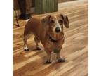 Adopt Patch a Dachshund